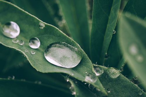 water droplets on leaves