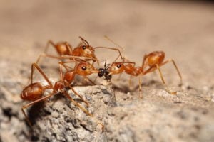 fire ants on a mound