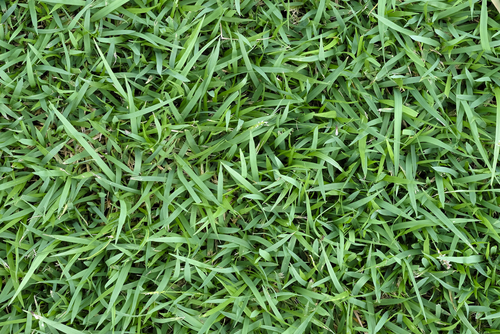 Thick turf in a yard