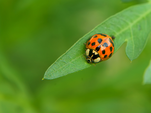 Lady bug on a leaf