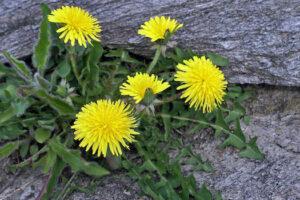 dandelions